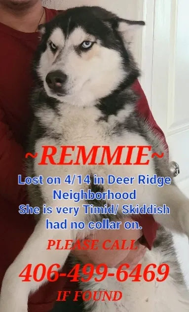 Lost dog in Maple Valley, WA, 98038