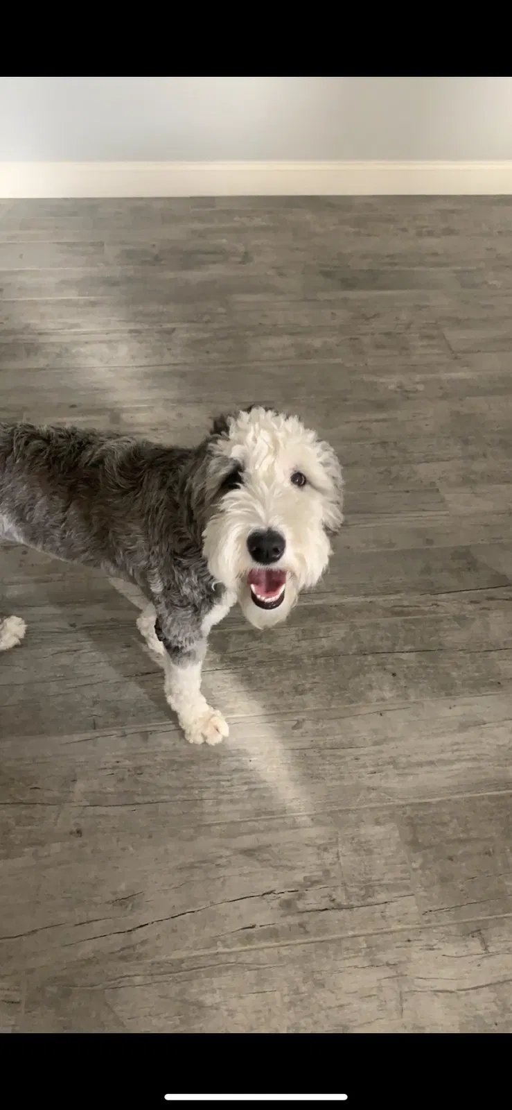 Lost dog in Murrieta, CA, 92563