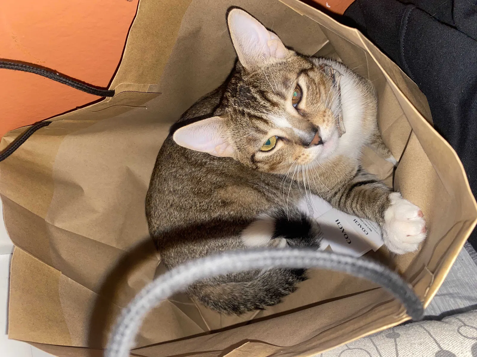 Lost cat in Riverside, CA, 92509