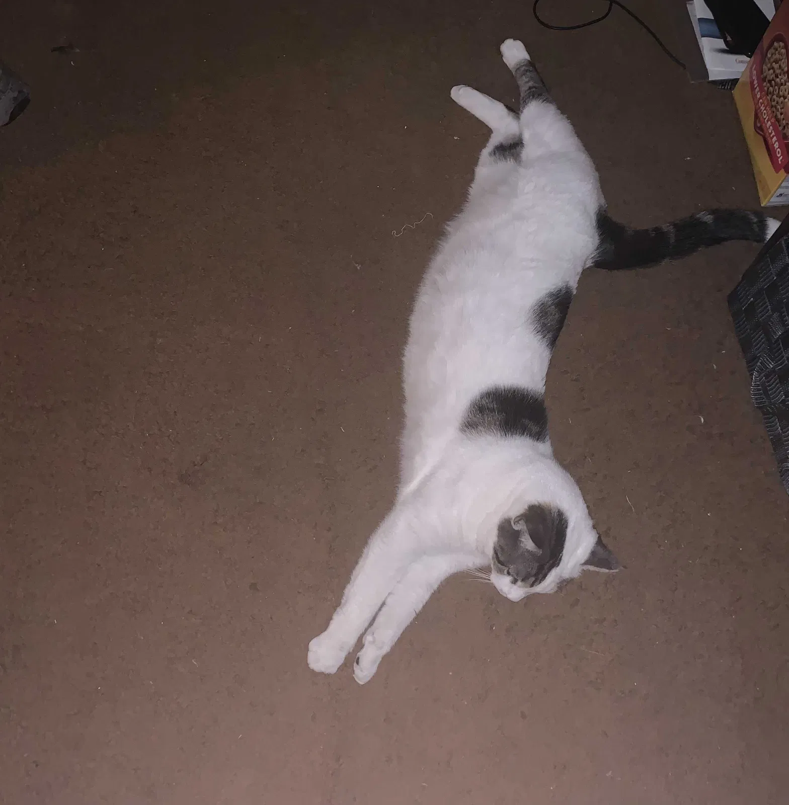 Lost cat in Huntingdon Valley, PA, 19006