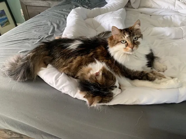 Lost cat in Salem, OR, 97317