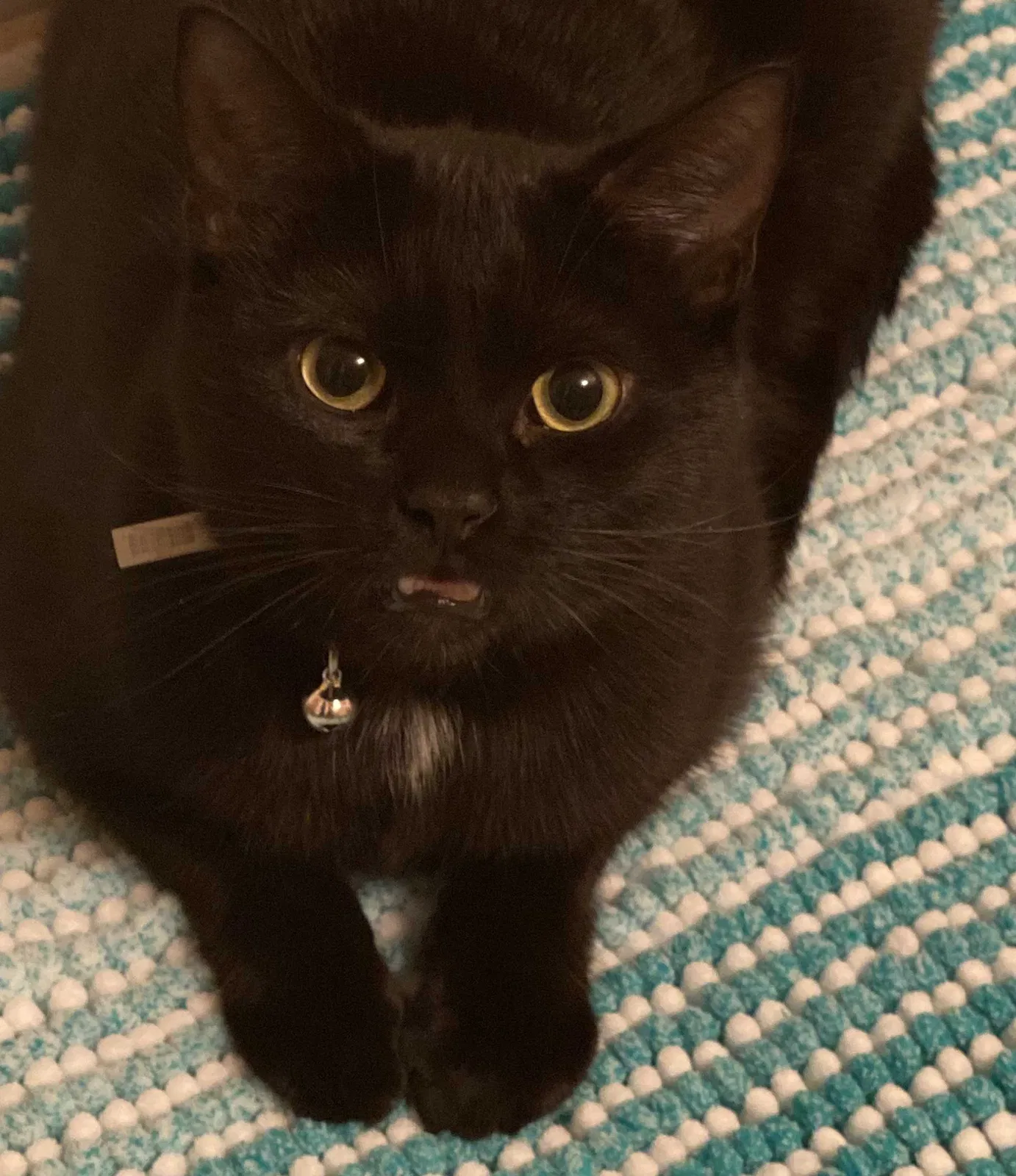 Lost cat in Bowling Green, KY, 42101