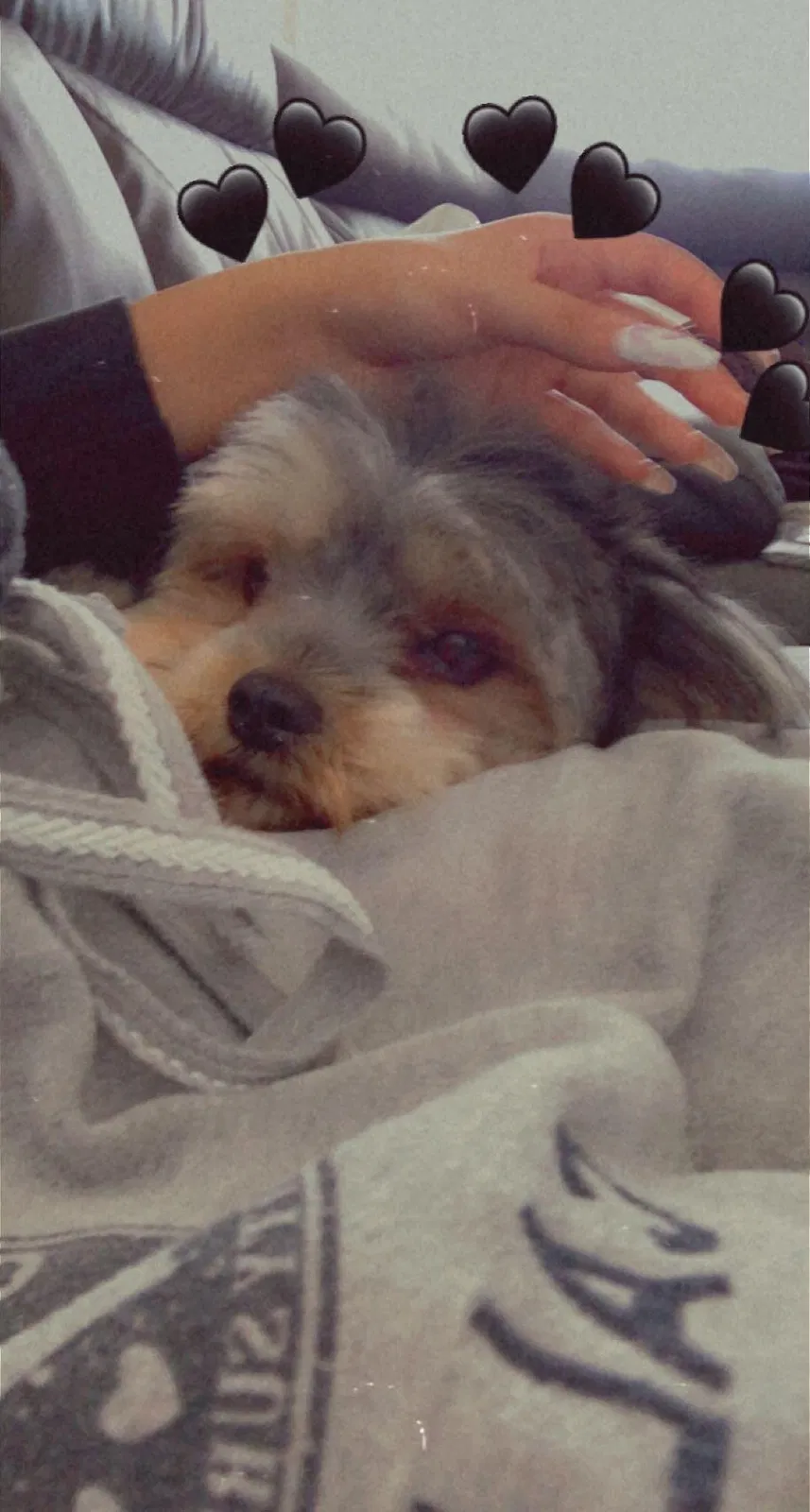 Lost dog in Miami, FL, 33177