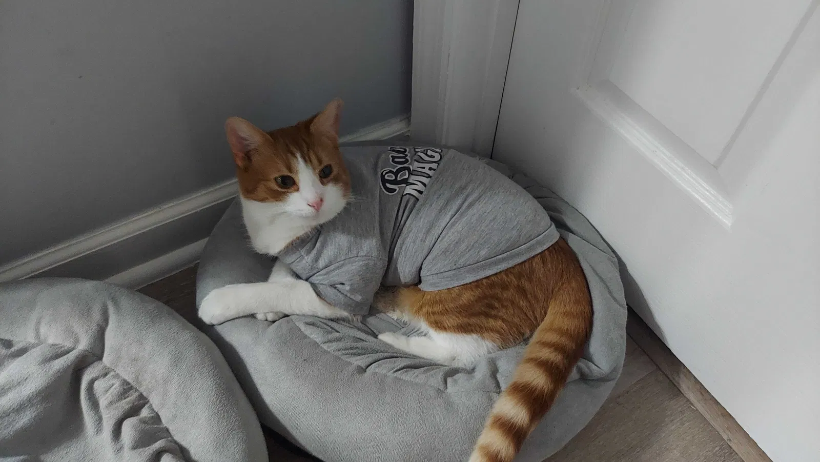 Lost cat in Athens, GA, 30607
