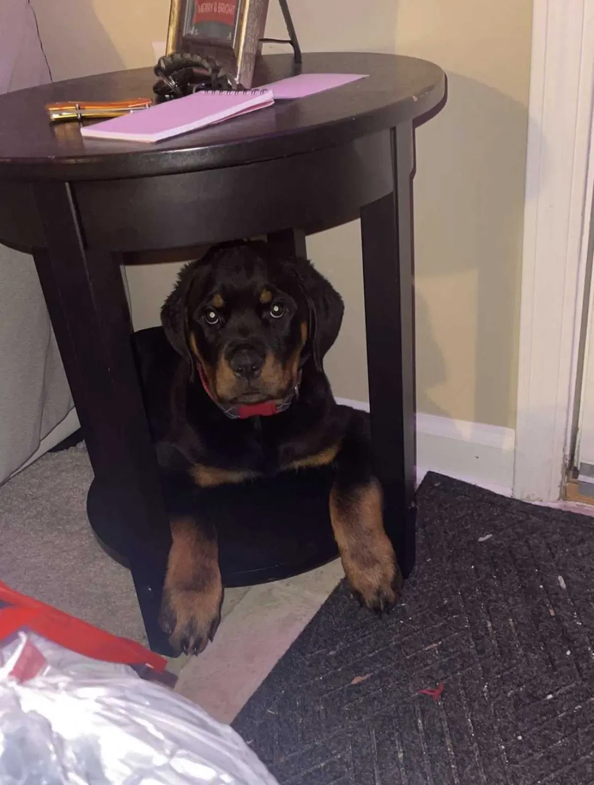 Lost dog in Columbus, OH, 43212