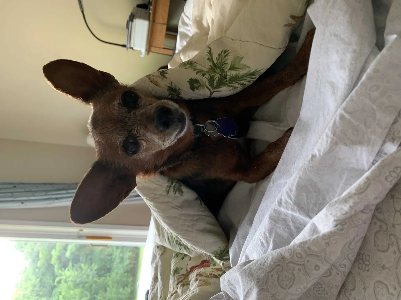 Lost dog in Zionsville, IN, 46077