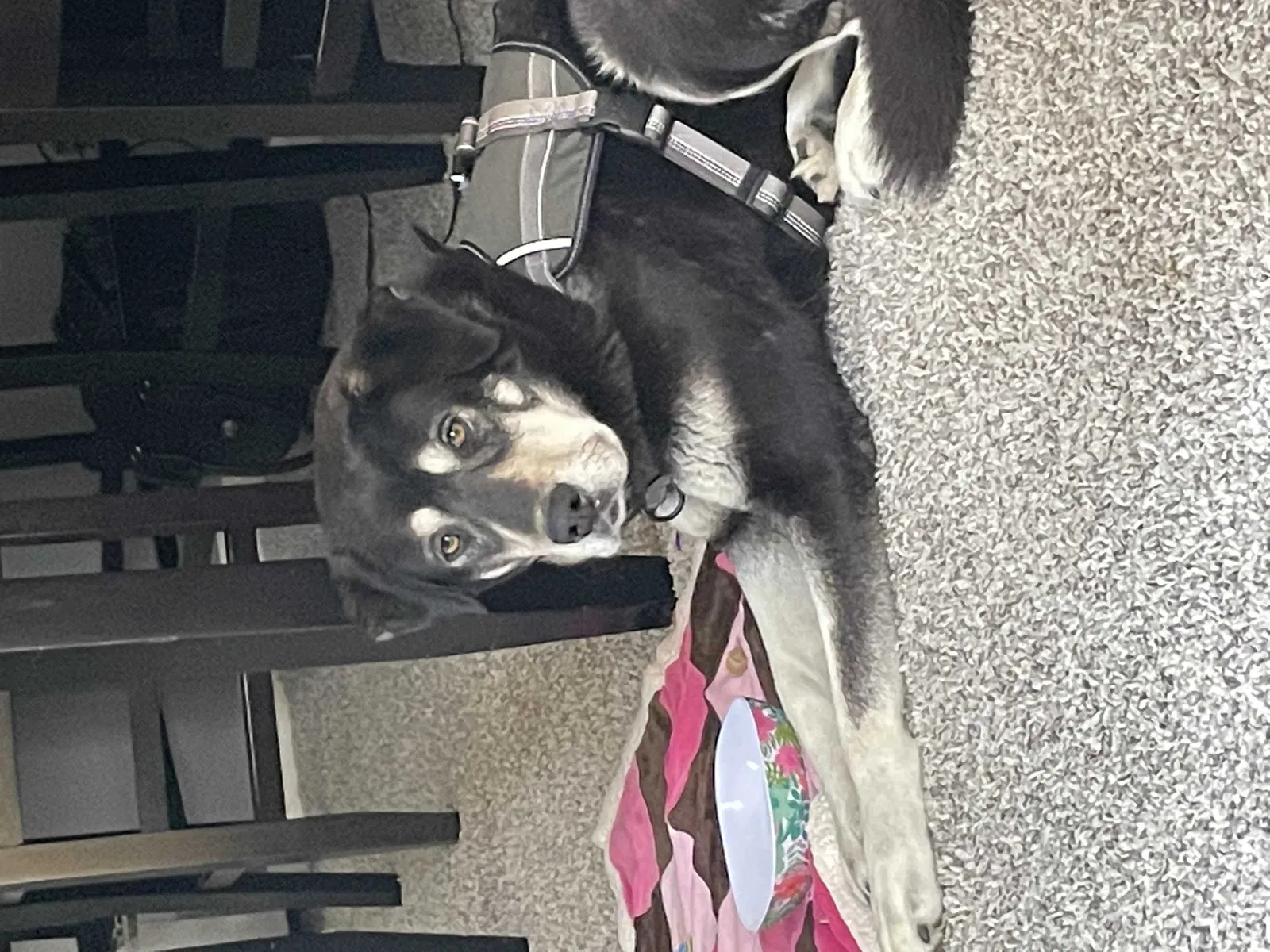 Lost dog in Kansas City, MO, 64116