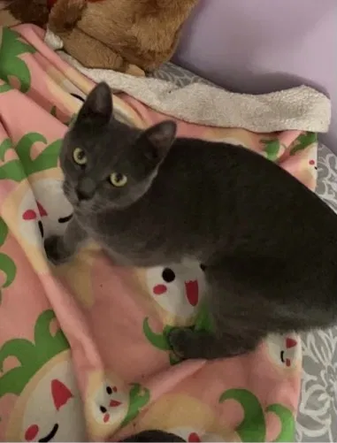 Lost cat in Chester, VA, 23836