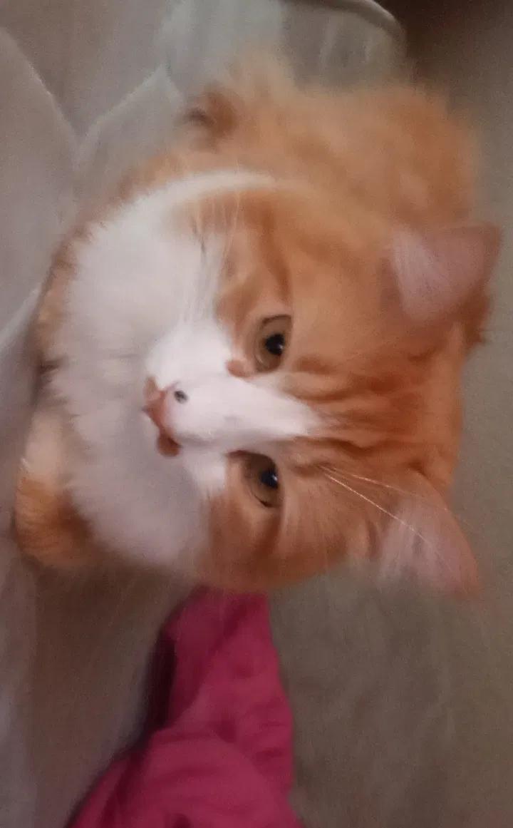 Lost cat in Anthony, TX, 79821
