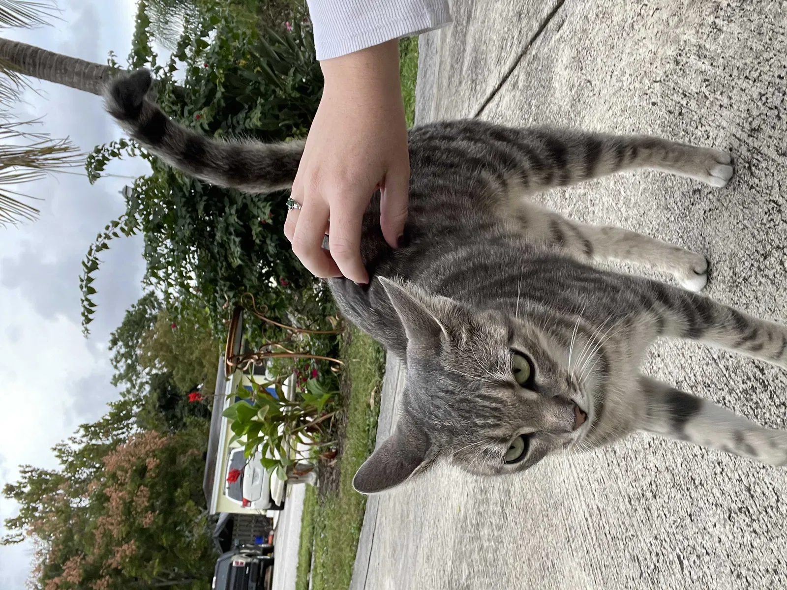 Lost cat in West Palm Beach, FL, 33403