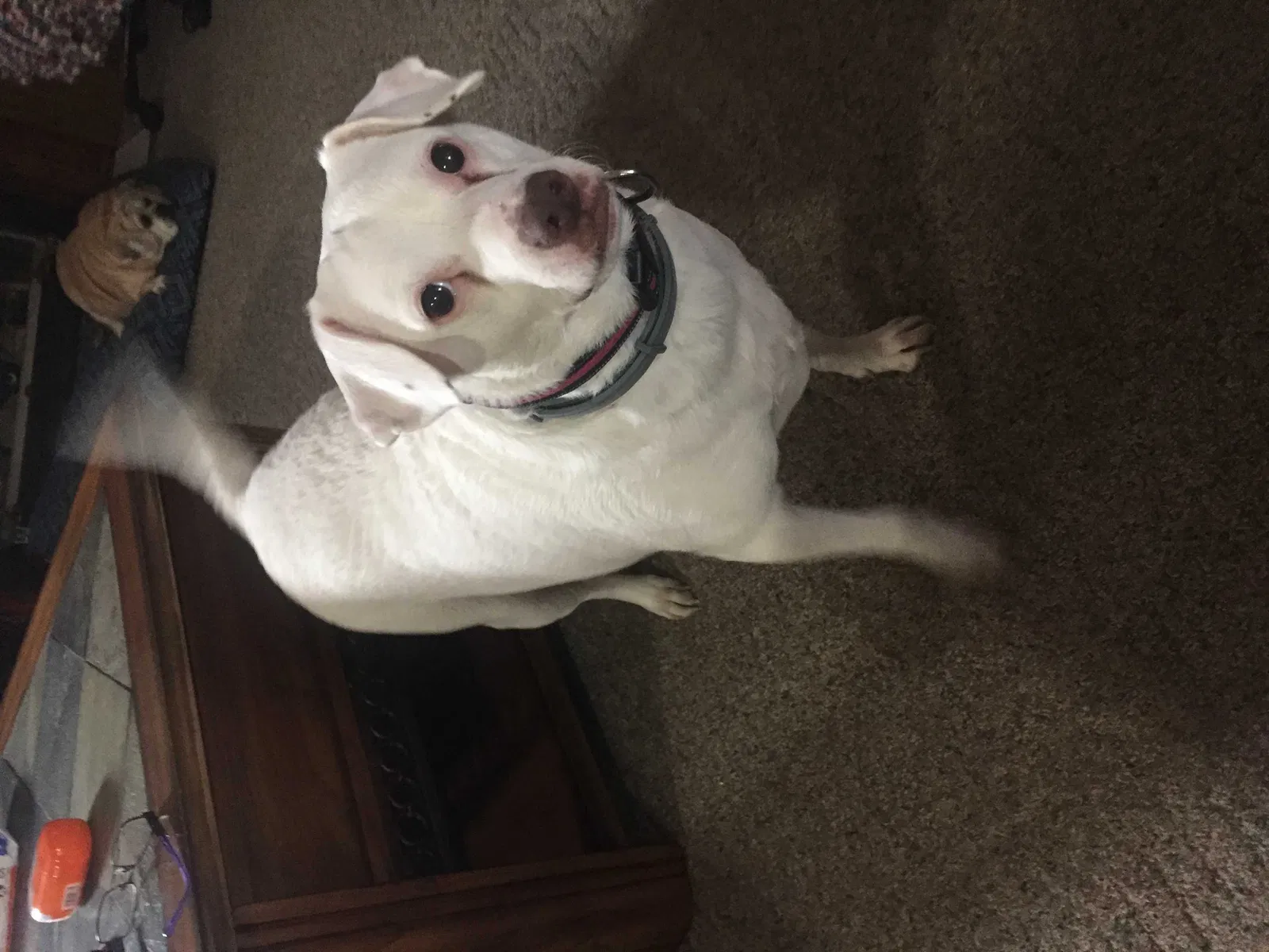 Lost dog in Mount Sterling, OH, 43143
