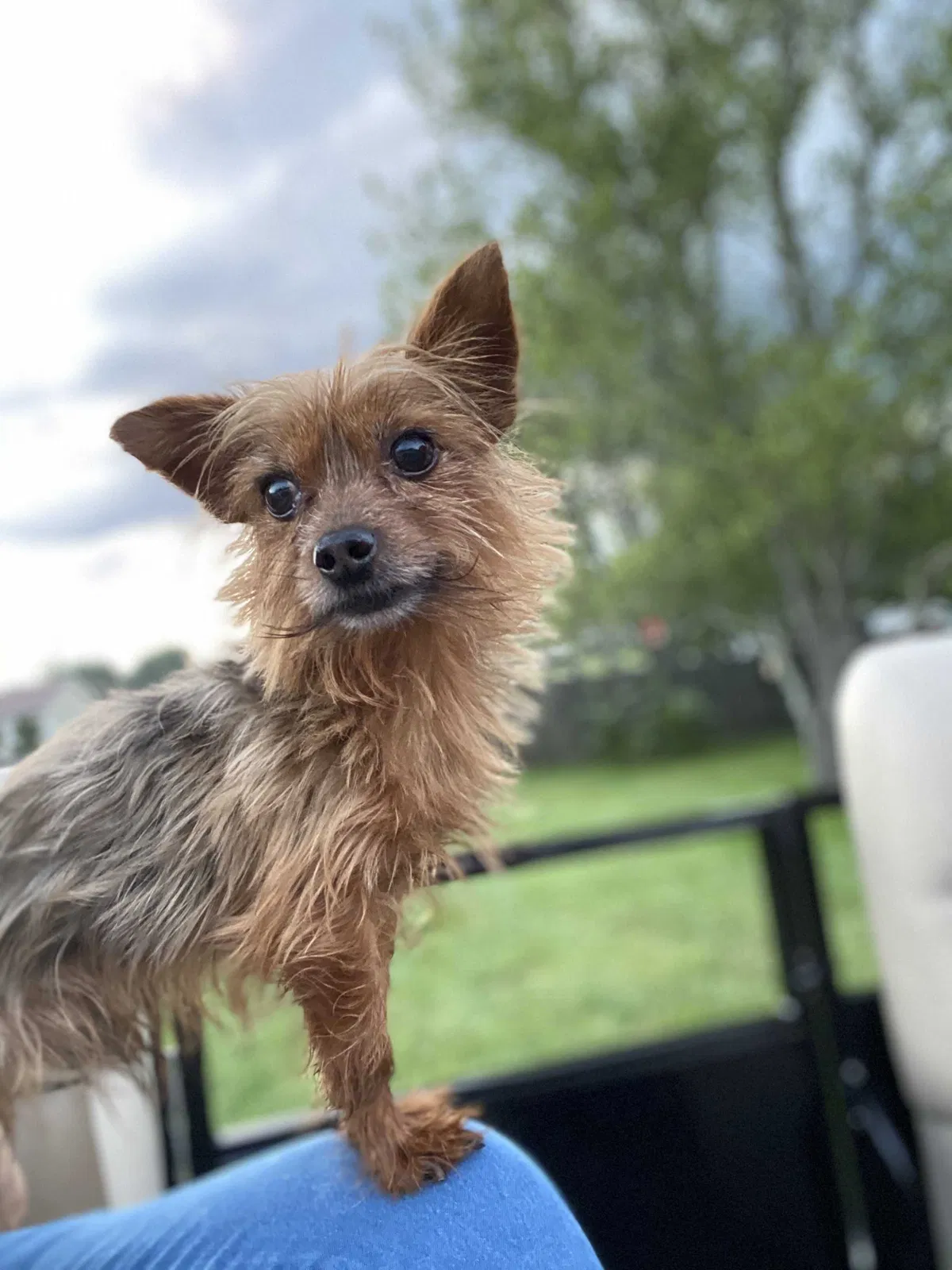 Lost dog in Charlotte, NC, 28216