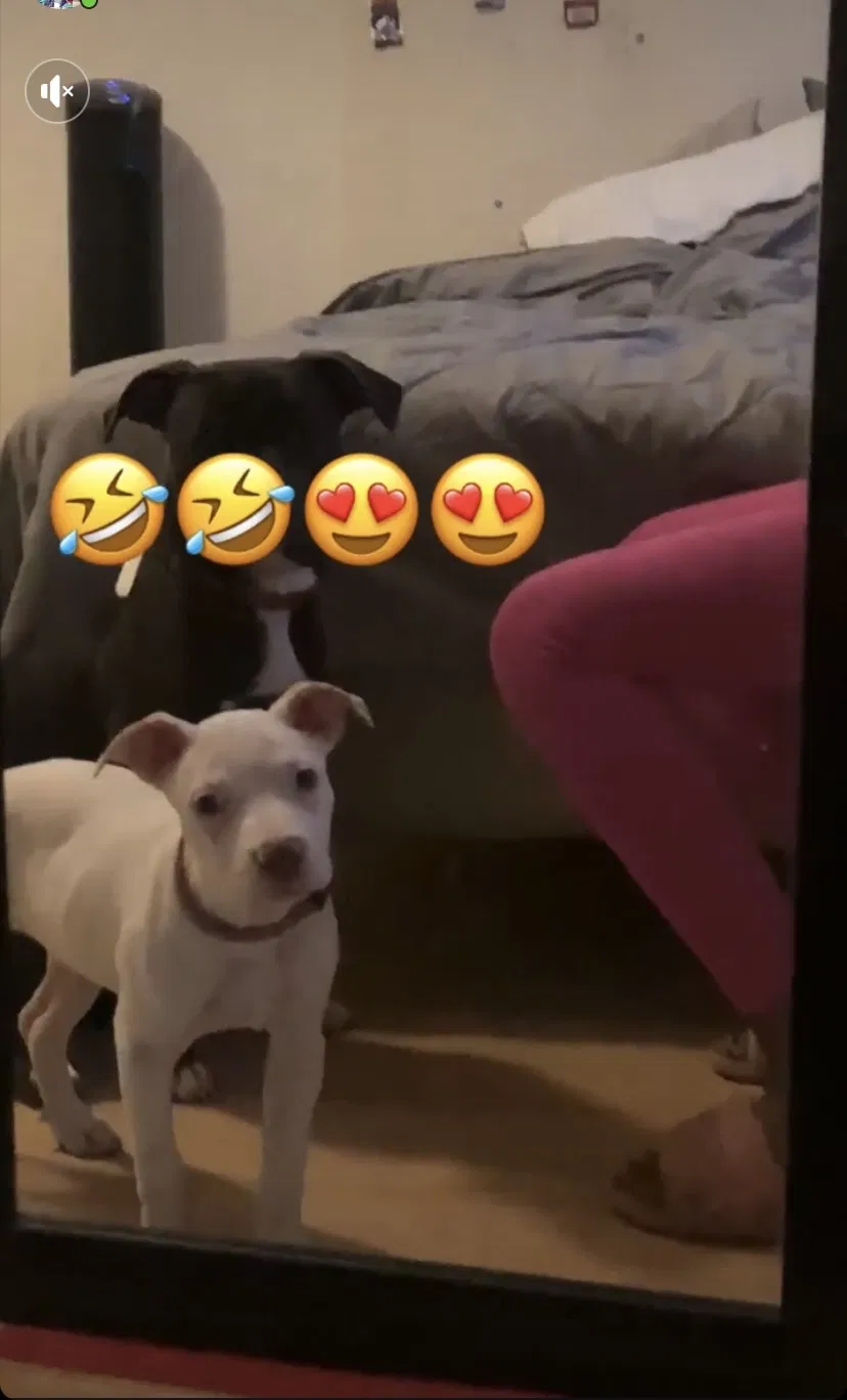 Lost dog in San Diego, CA, 92105