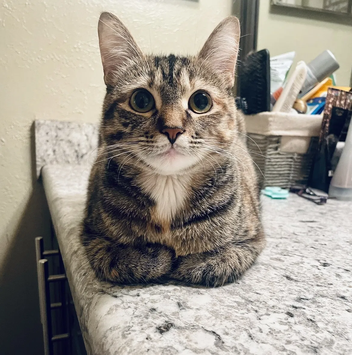 Lost cat in Hendersonville, TN, 37075