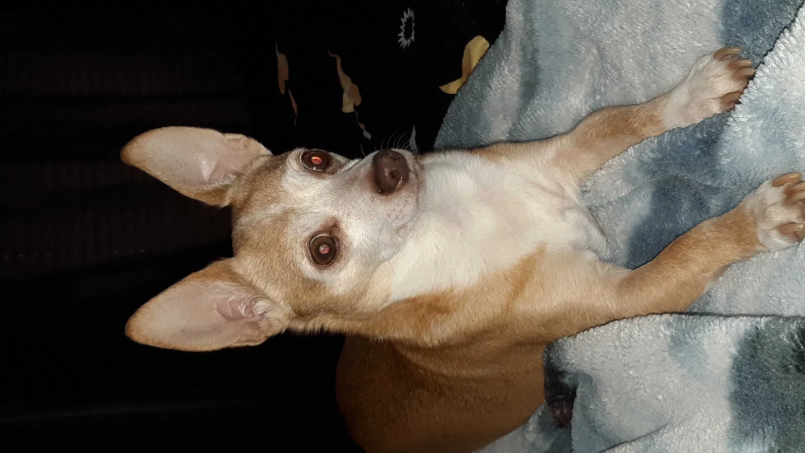 Lost dog in Kansas City, MO, 64134