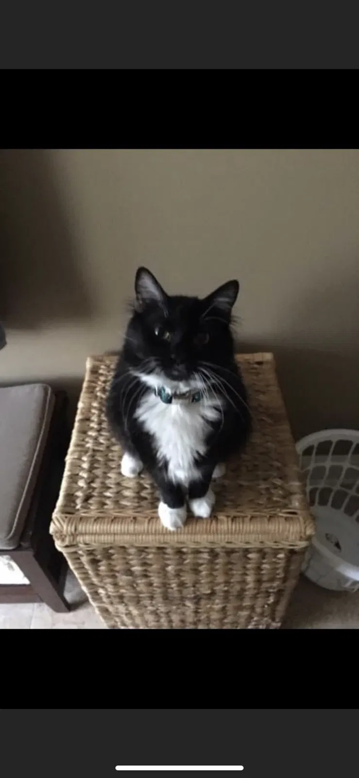 Lost cat in Clearwater, FL, 33760