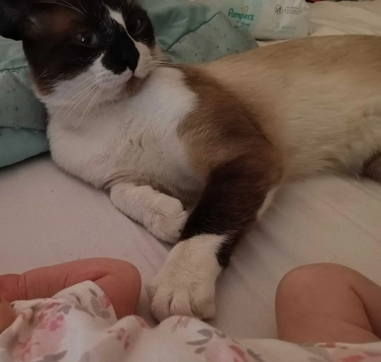Lost cat in North Las Vegas, NV, 89032