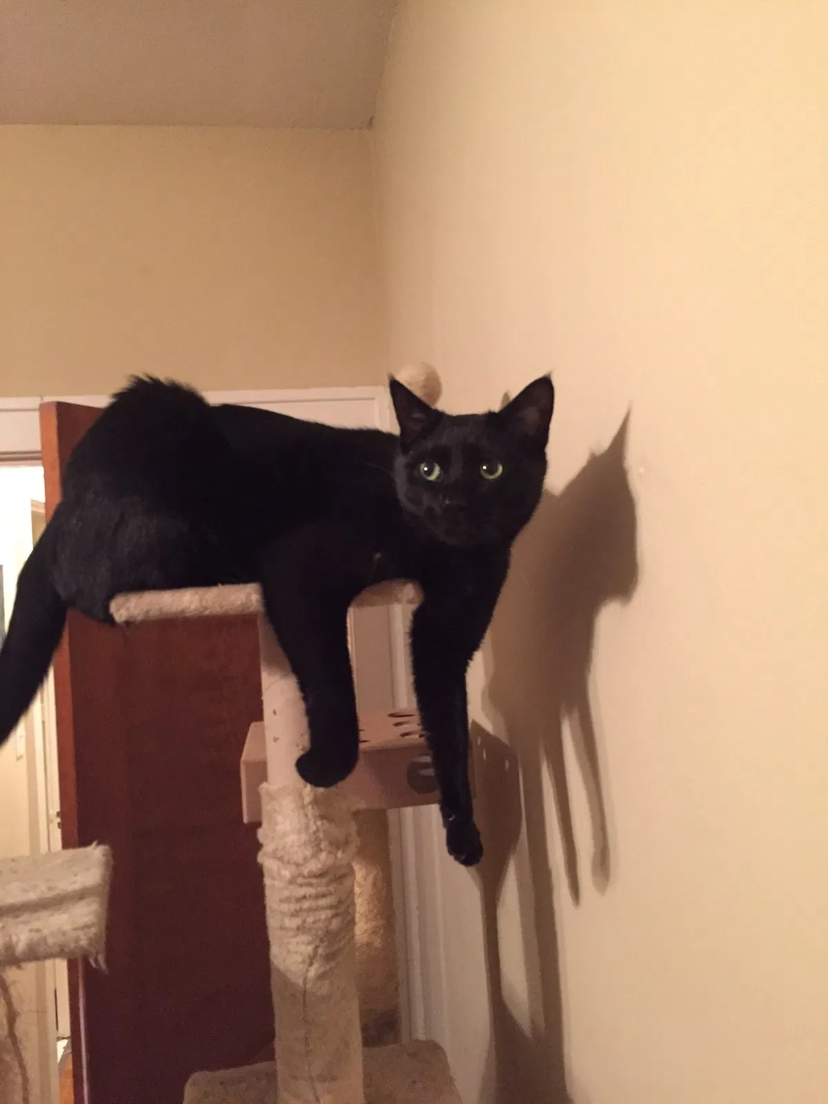 Lost cat in Lexington, KY, 40502