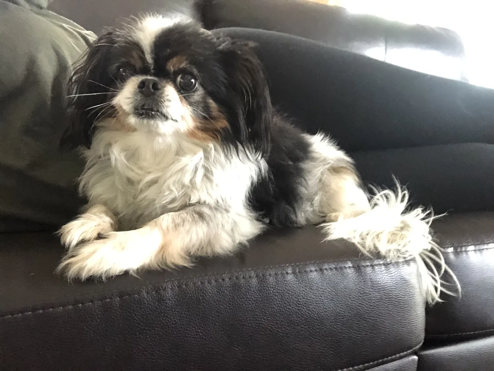 Lost dog in Clewiston, FL, 33440