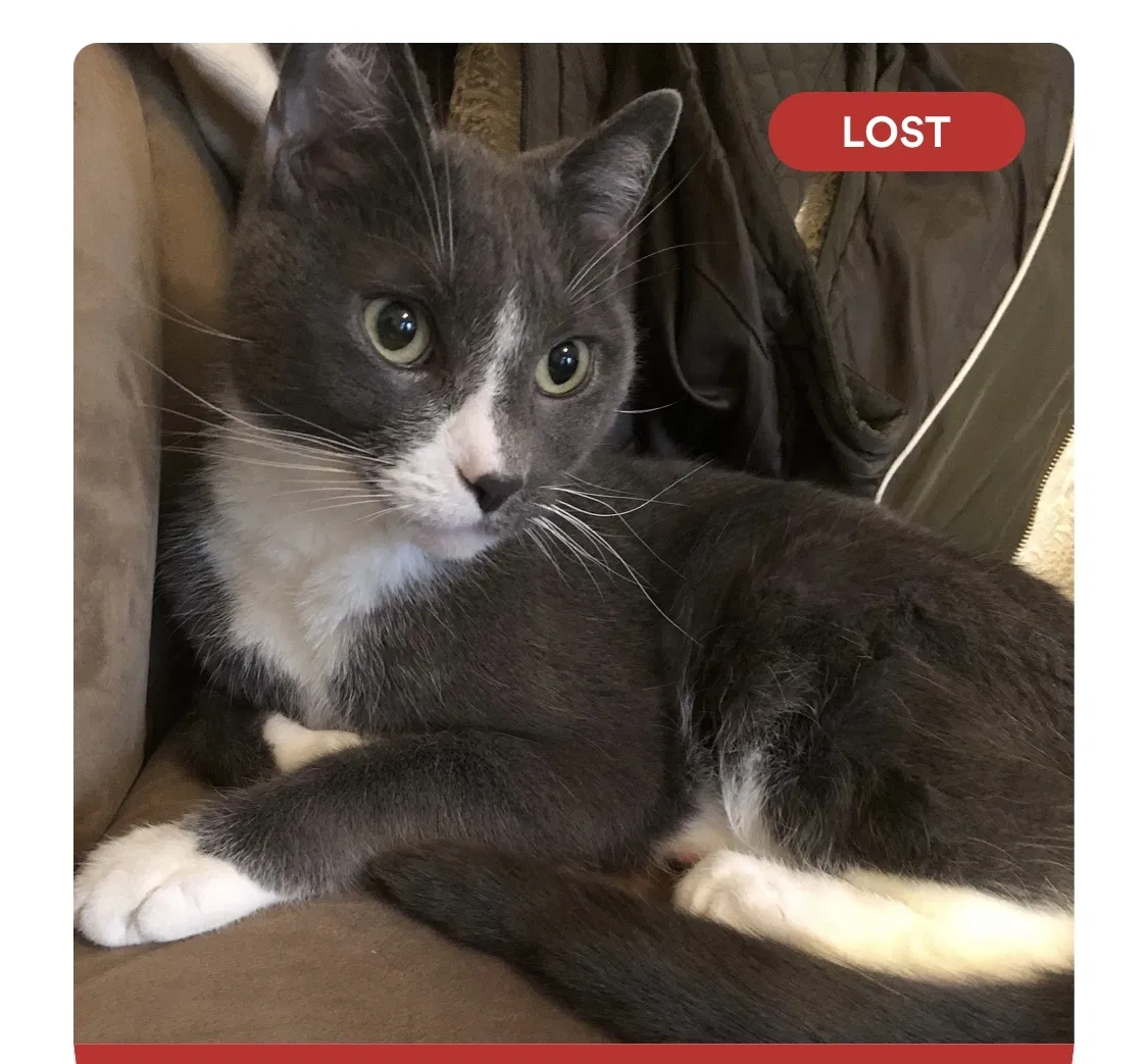 Lost cat in Elmhurst, NY, 11373