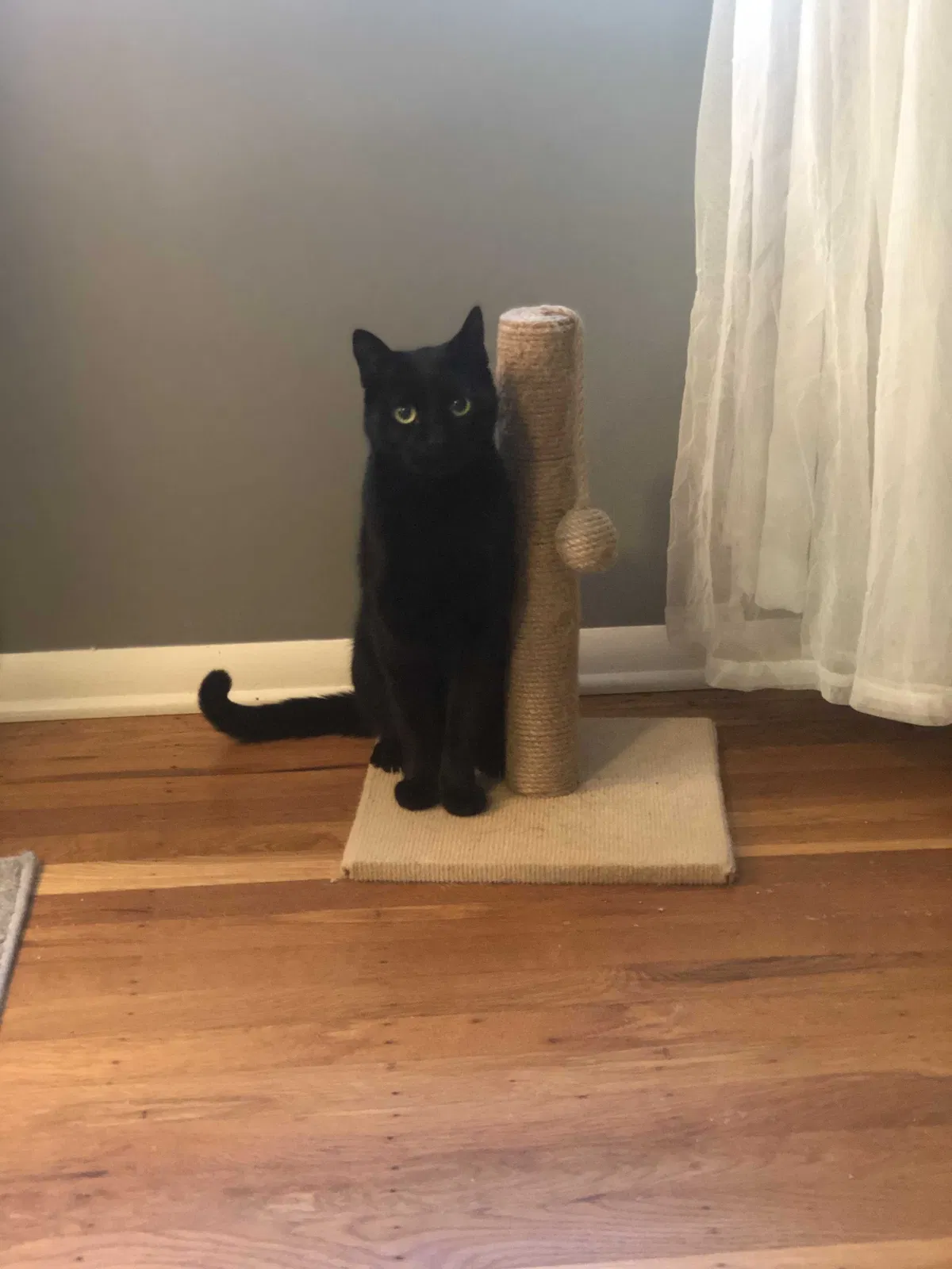 Lost cat in Philadelphia, PA, 19116