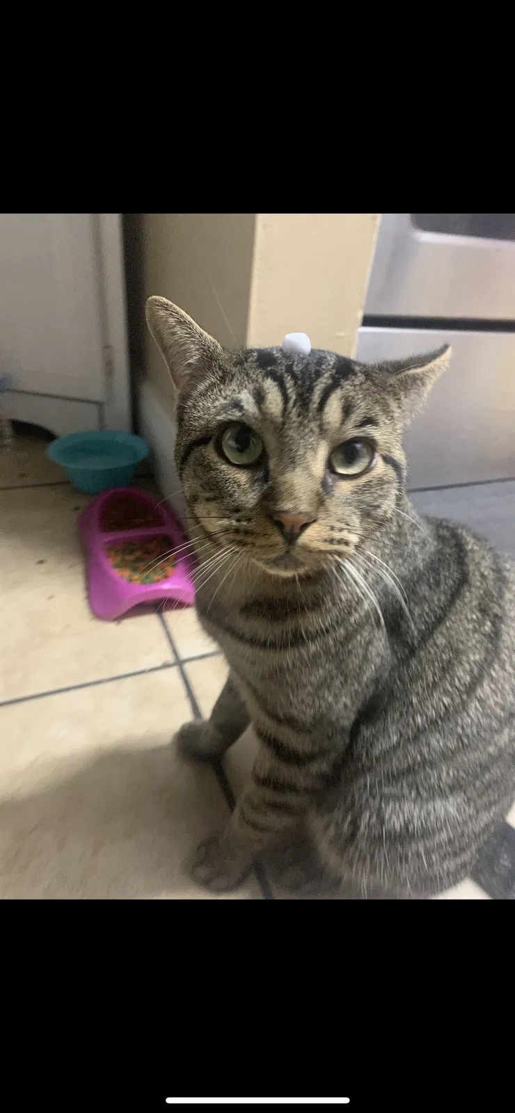 Lost cat in Fort Lauderdale, FL, 33313