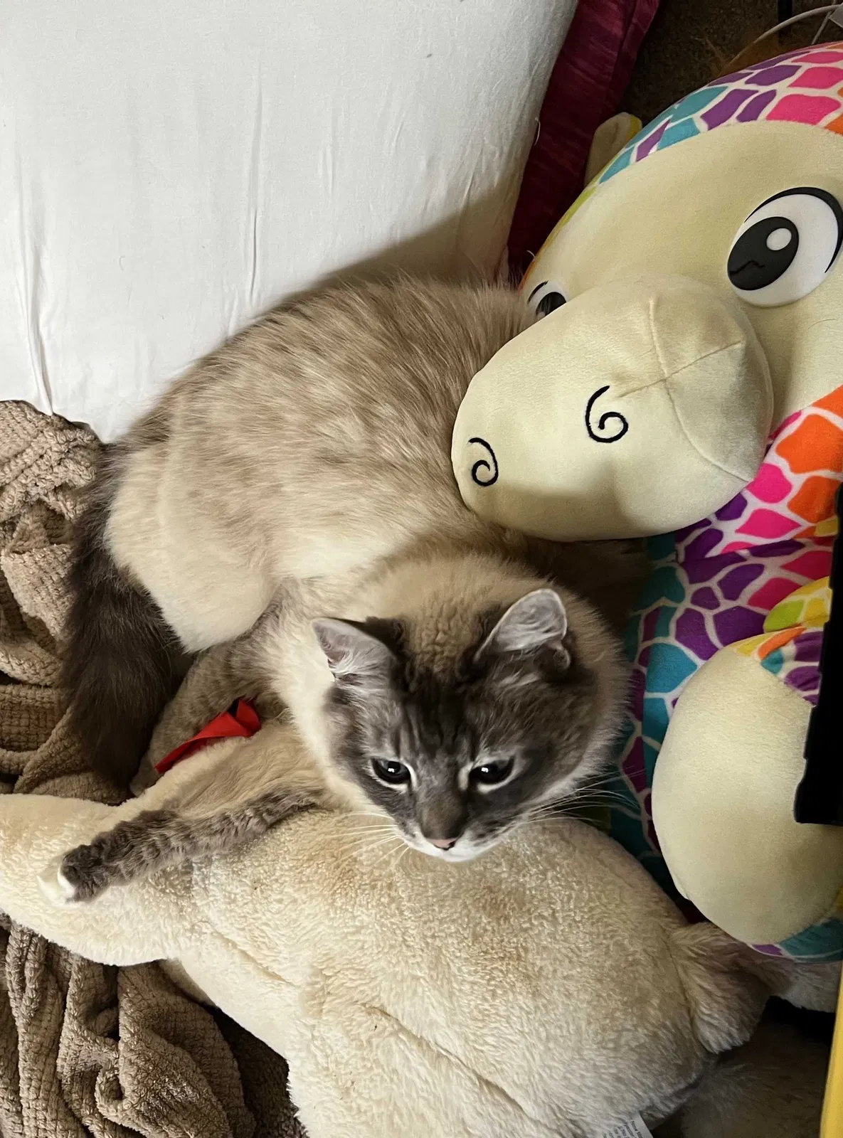 Lost cat in Olympia, WA, 98513