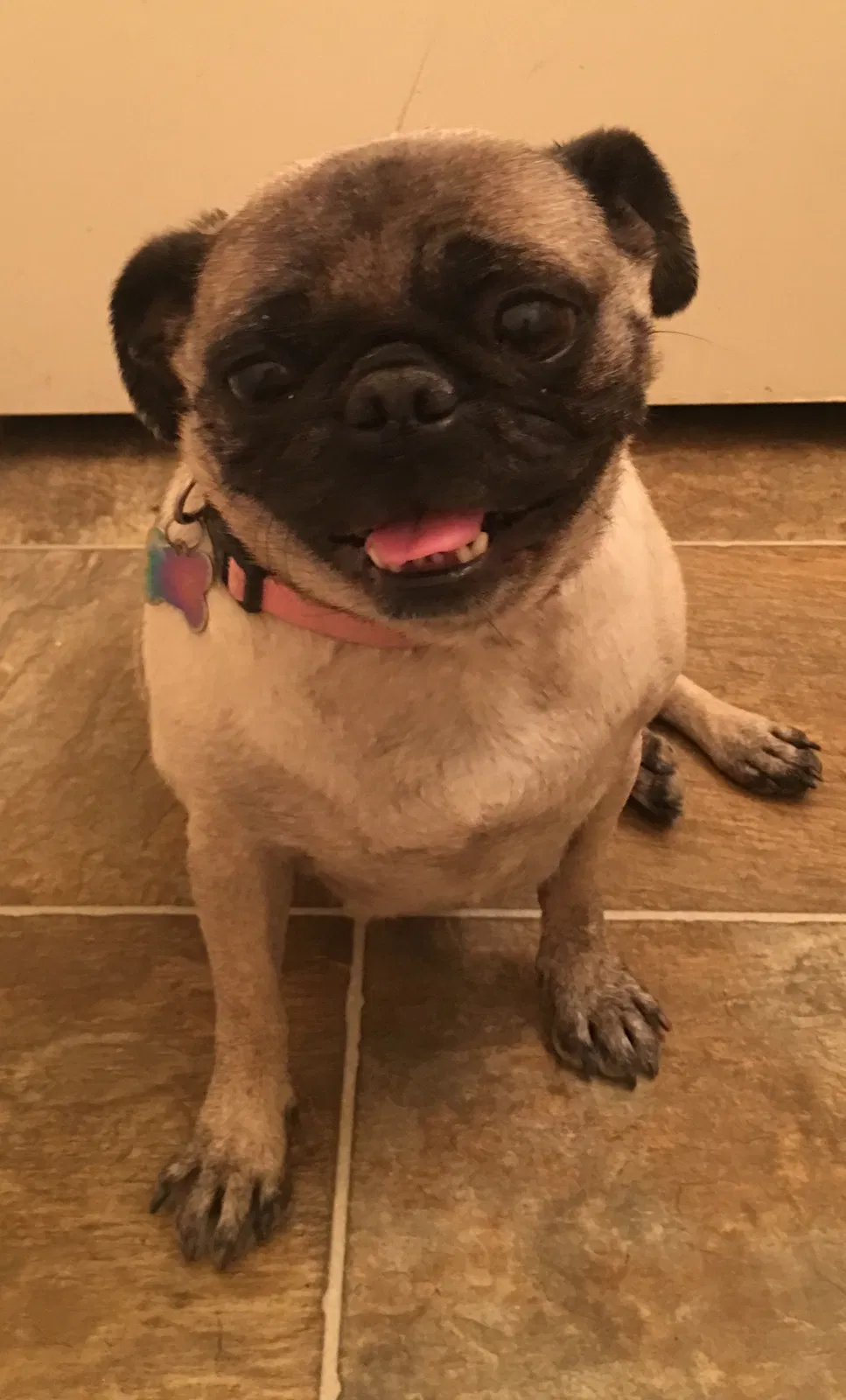 Lost dog in Casa Grande, AZ, 85193