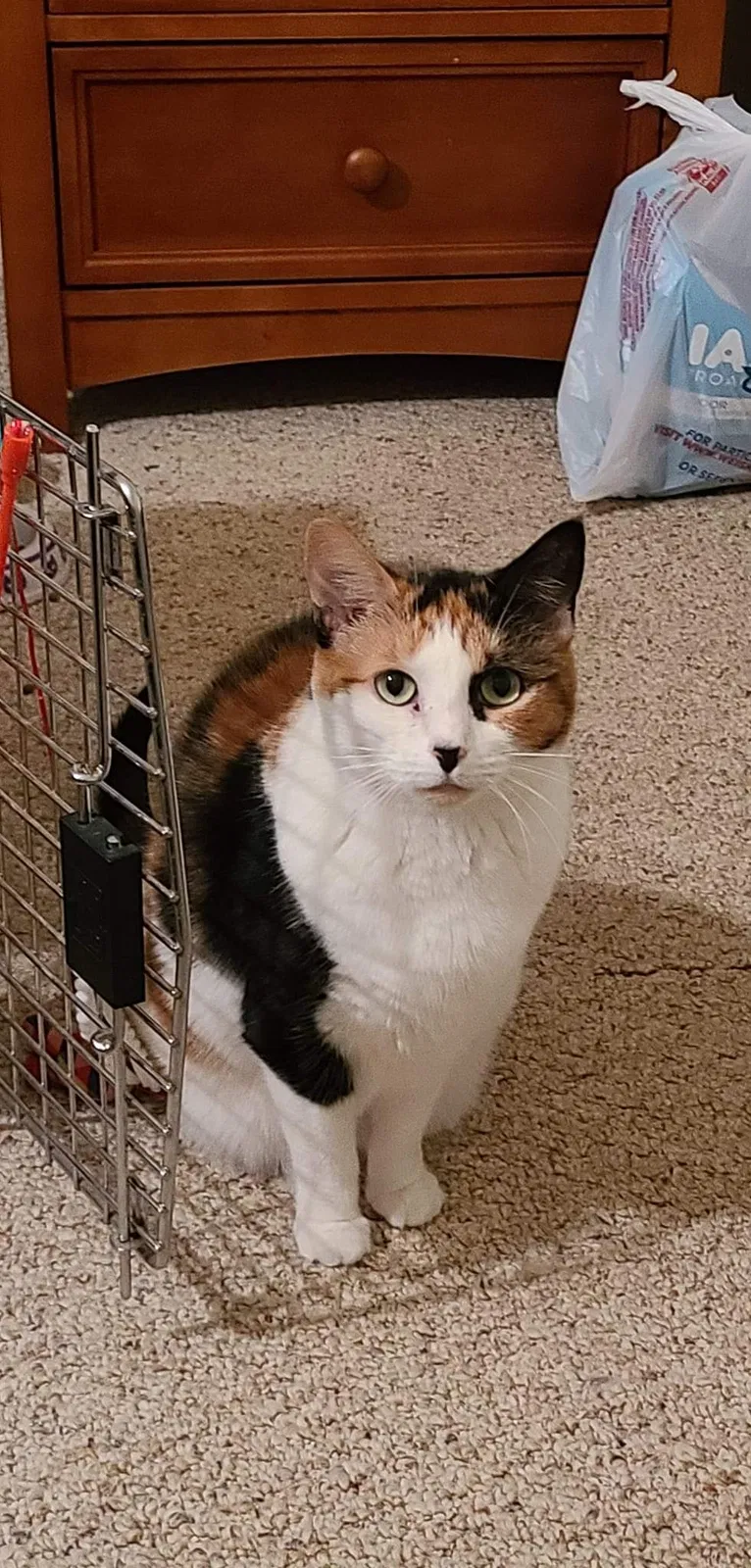 Lost cat in Schnecksville, PA, 18078