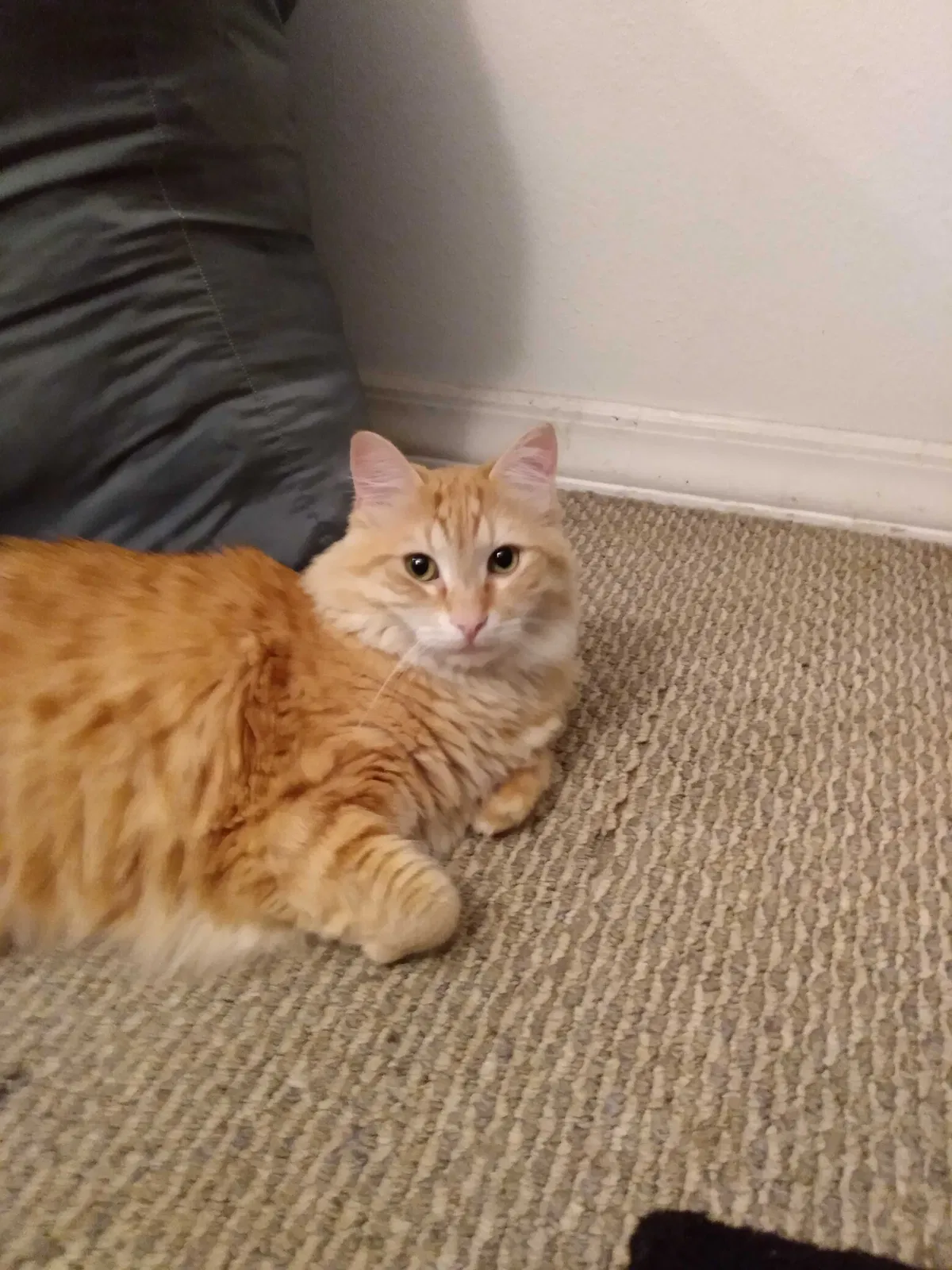Lost cat in Seattle, WA, 98119