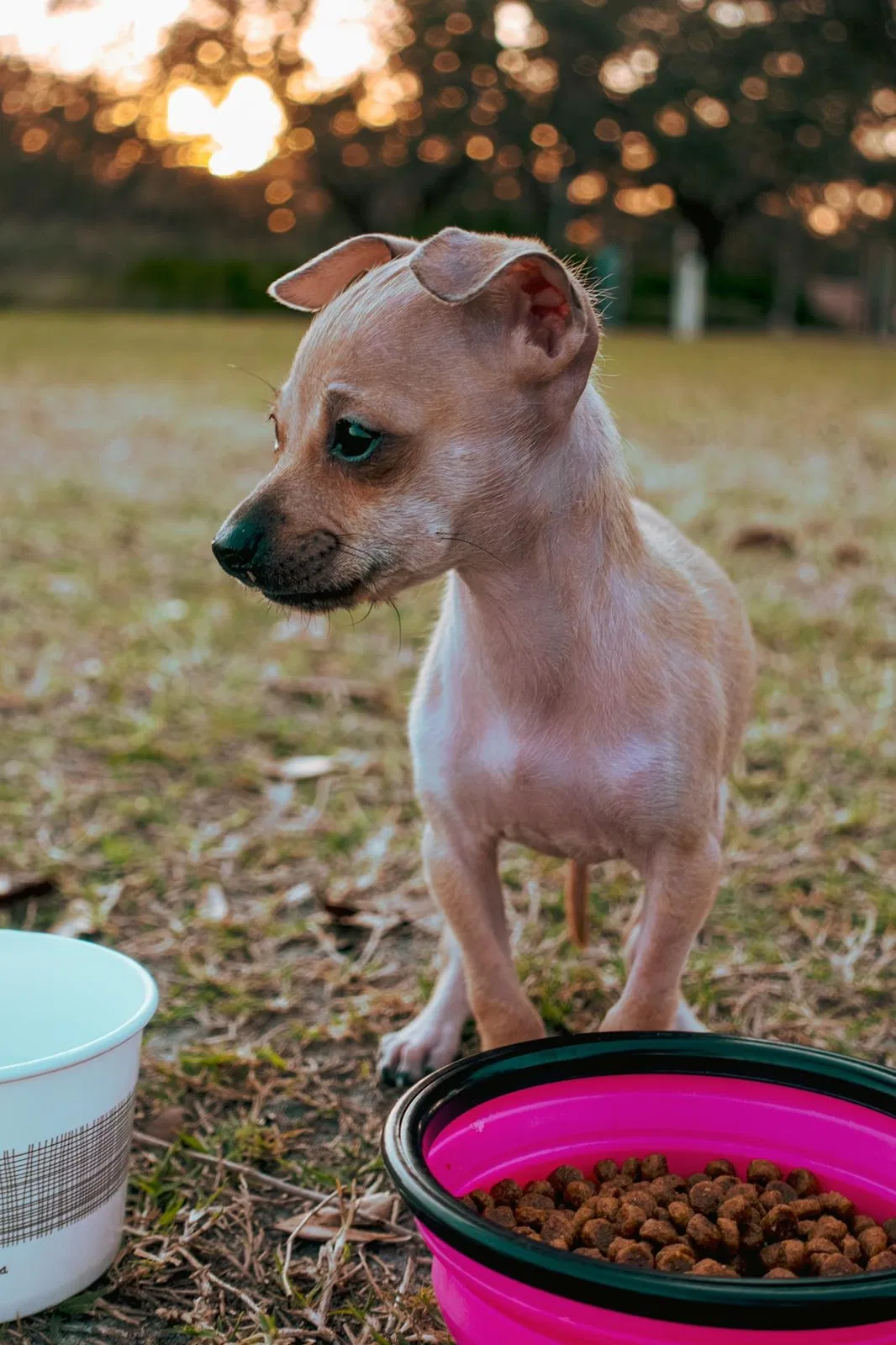 Lost dog in Key Biscayne, FL, 33149
