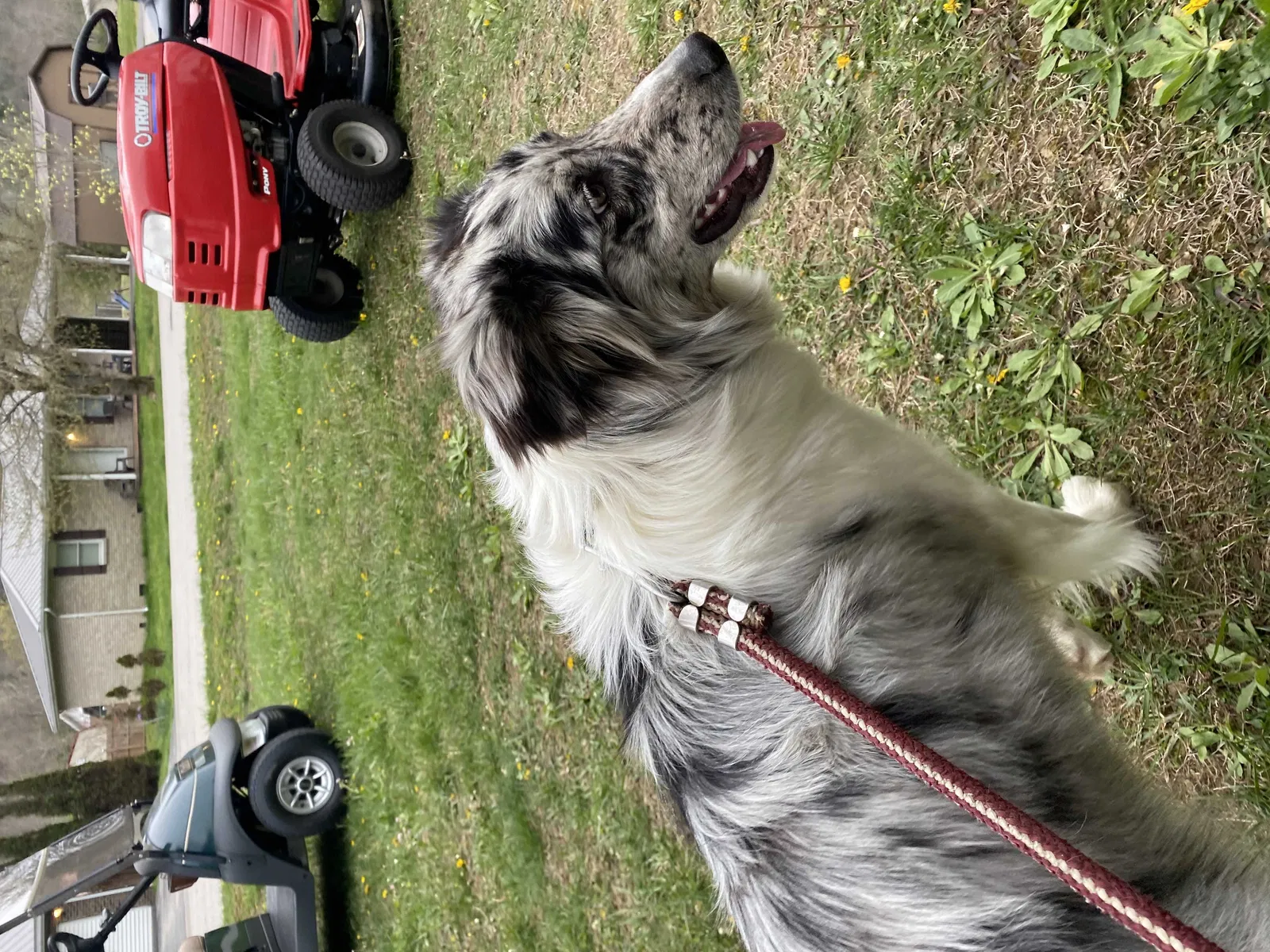 Found dog in Morehead, KY, 40351