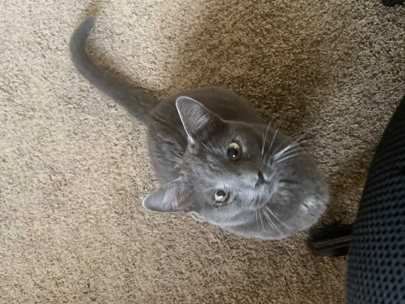 Lost cat in Argyle, TX, 76226