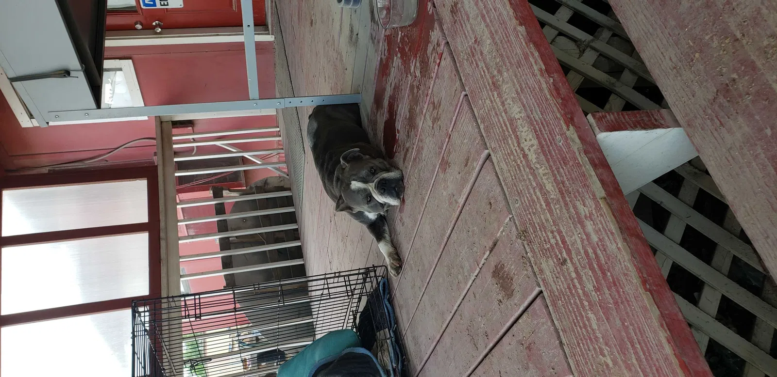 Found dog in Georgetown, TX, 78626