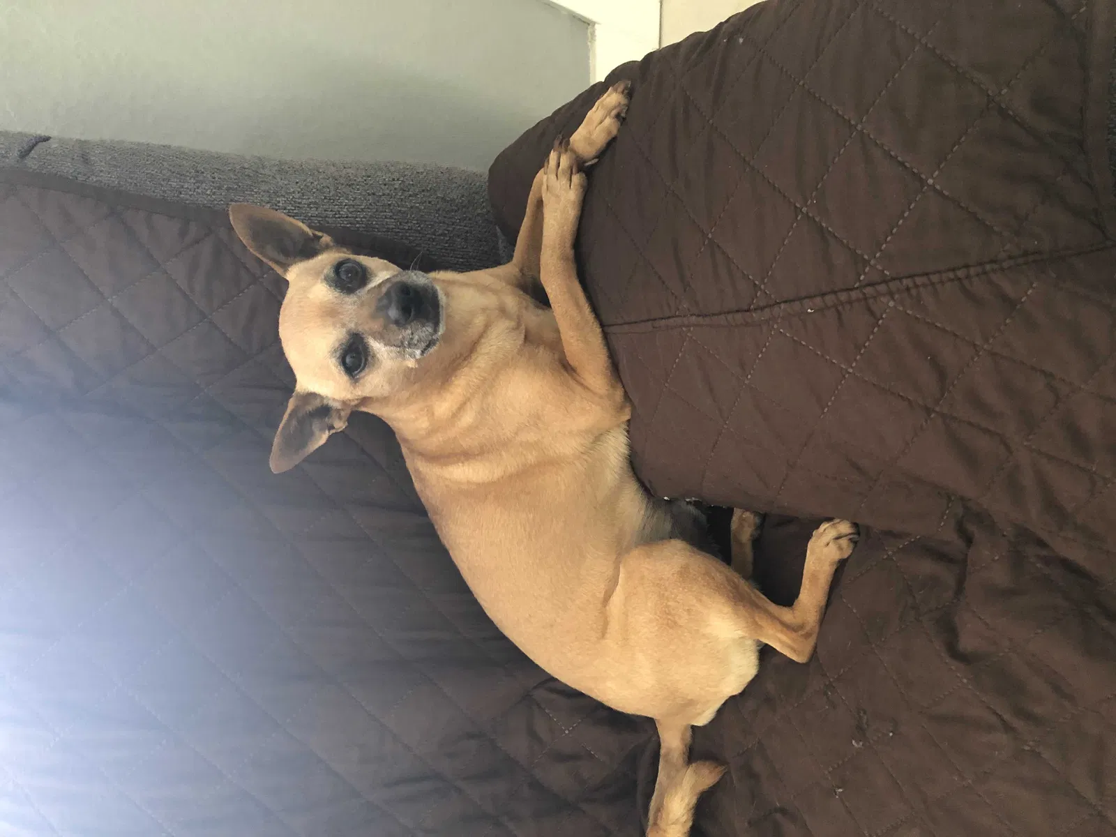 Lost dog in Las Vegas, NV, 89107