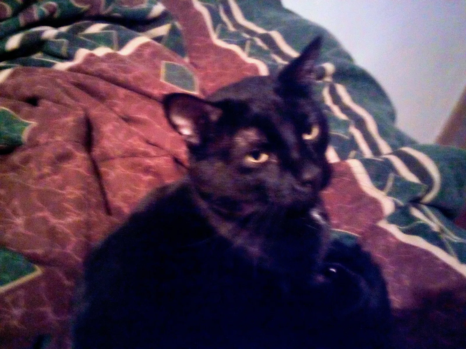 Lost cat in Cedar Rapids, IA, 52405