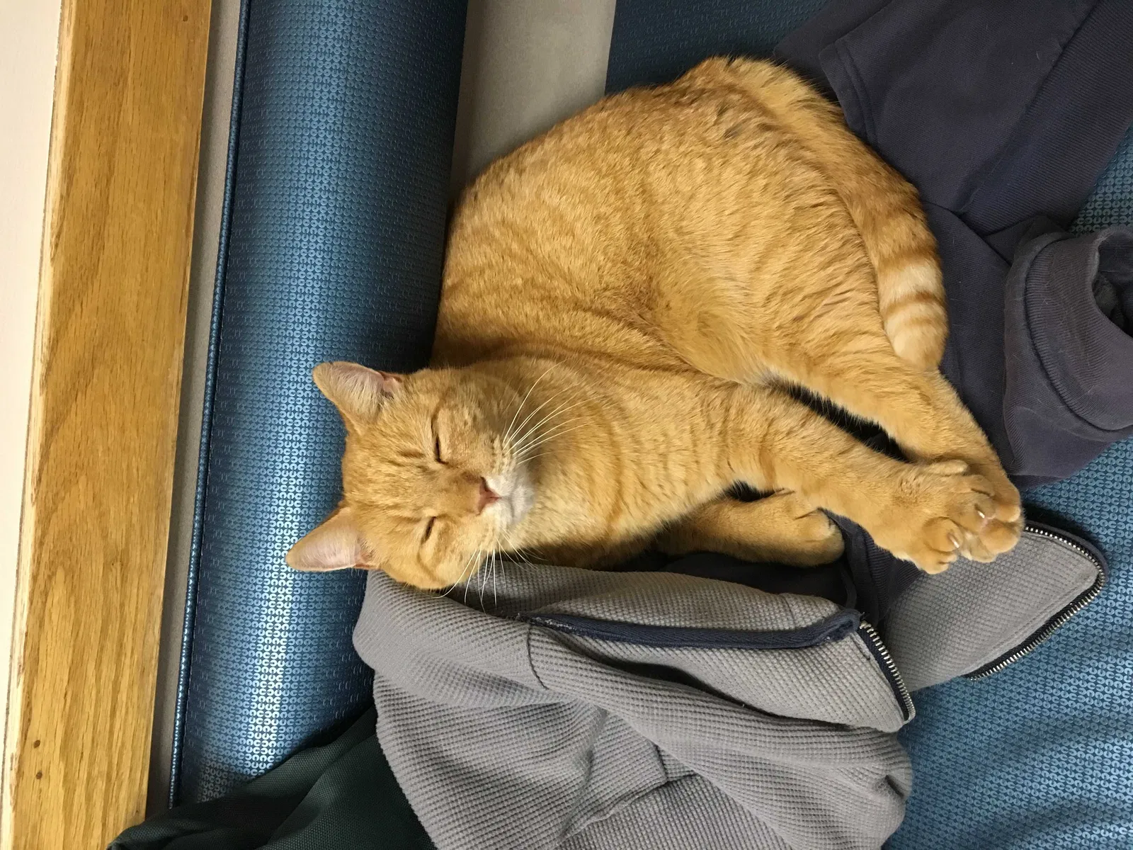 Lost cat in Springfield, MA, 1109