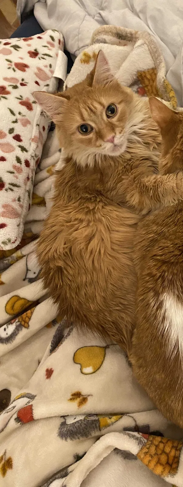 Lost cat in Tallahassee, FL, 32308