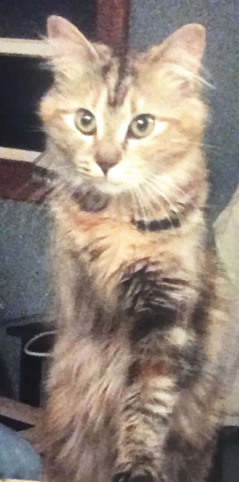 Lost cat in Keene, NH, 3431