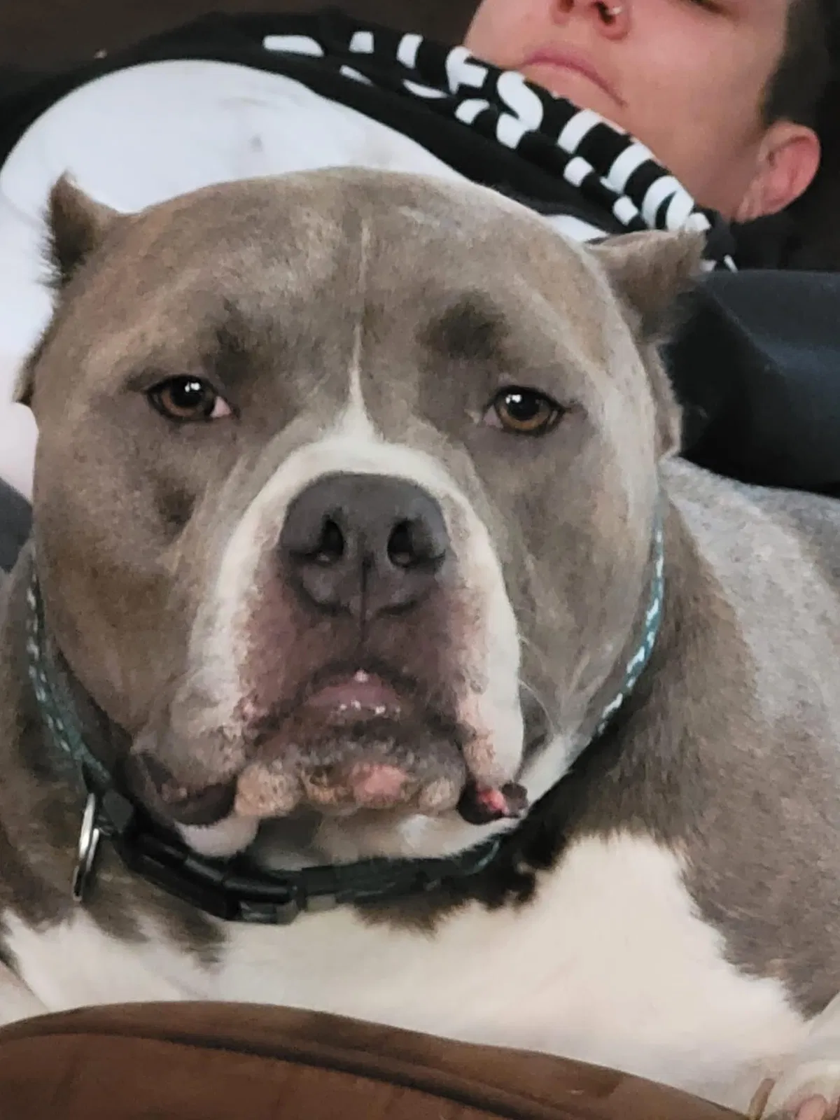 Lost dog in Kansas City, MO, 64123