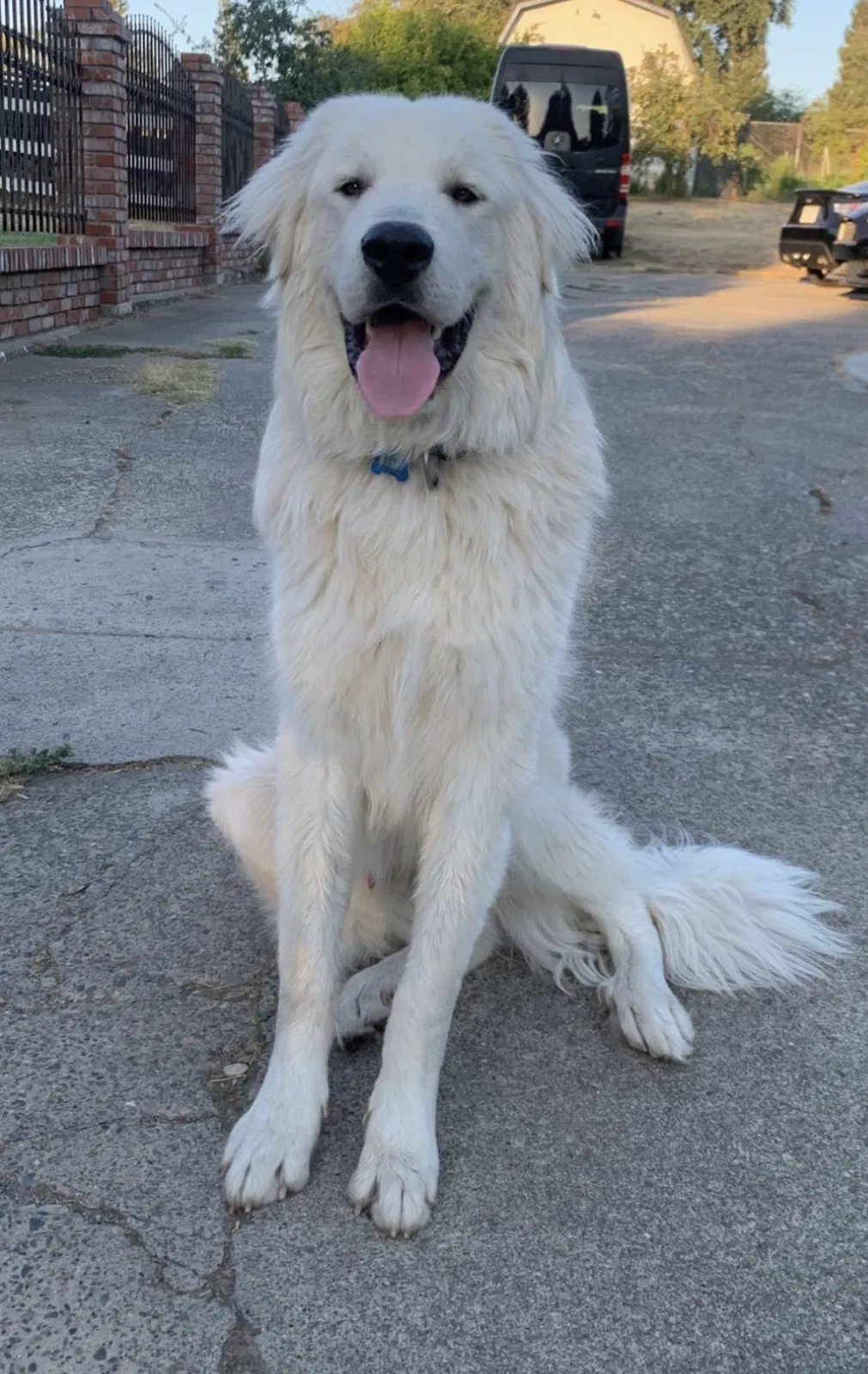 Lost dog in North Highlands, CA, 95660