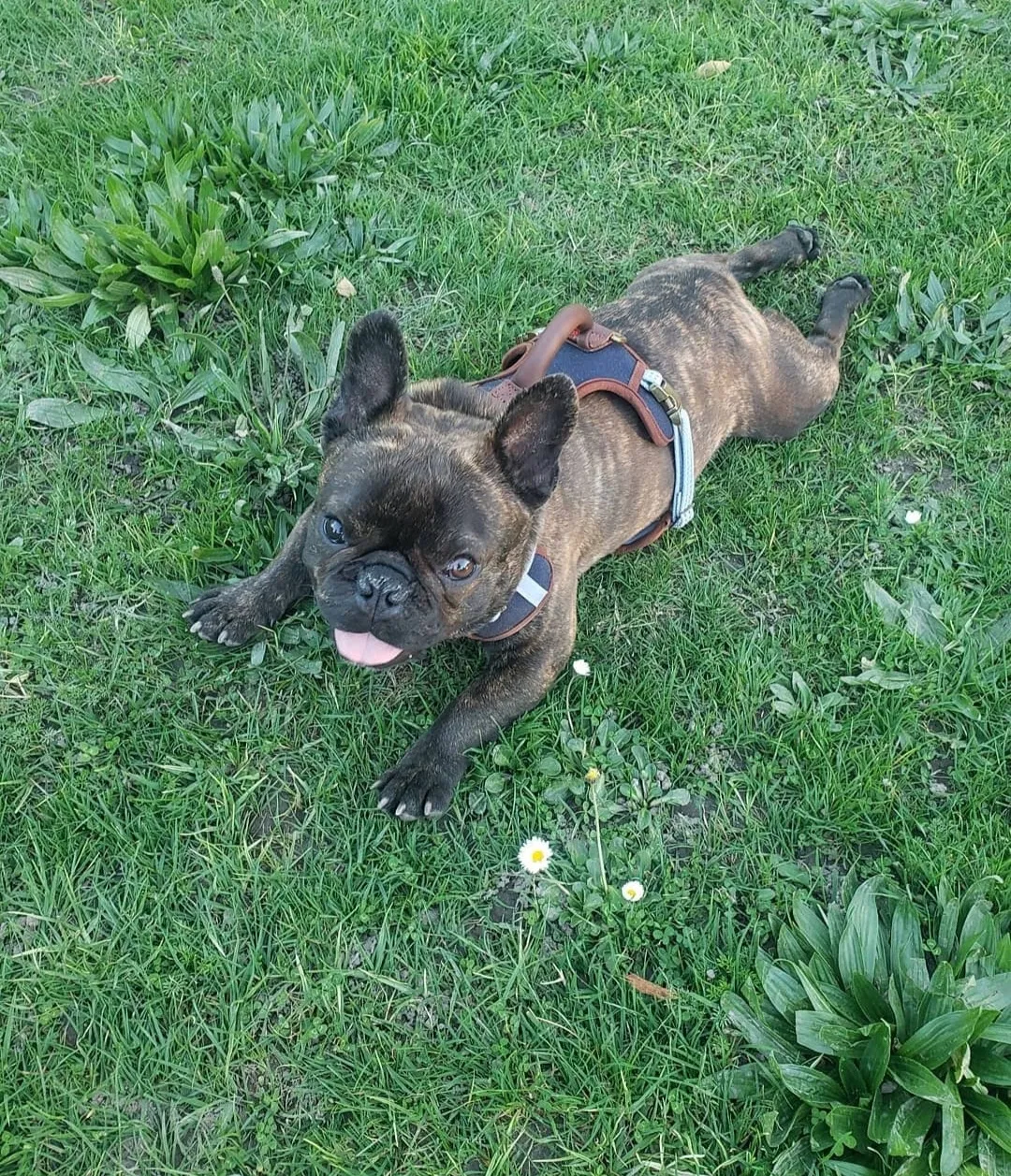 Lost dog in Richmond, CA, 94801