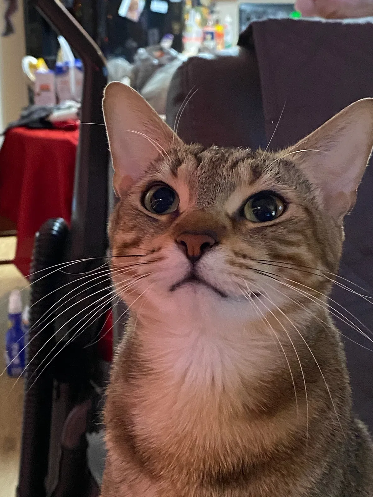Lost cat in Louisville, KY, 40245