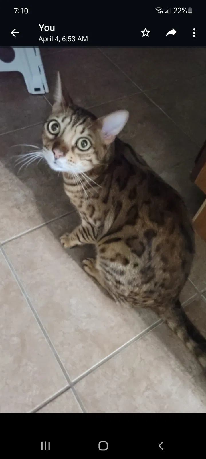 Lost cat in Fairfield, OH, 45014