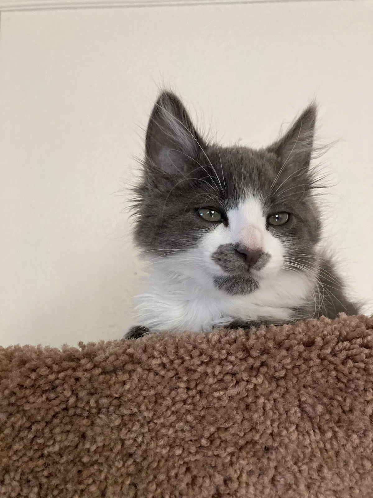Lost cat in Daly City, CA, 94014