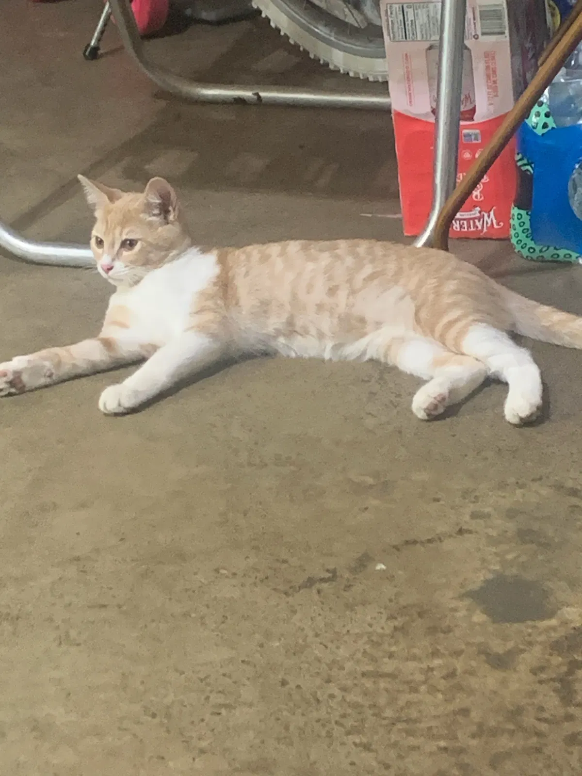 Lost cat in Cincinnati, OH, 45251