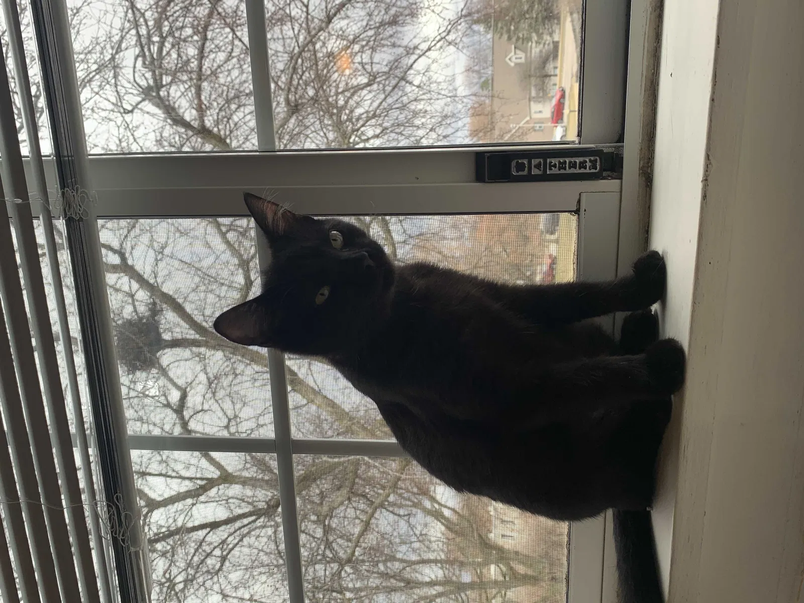 Lost cat in Madison, WI, 53713