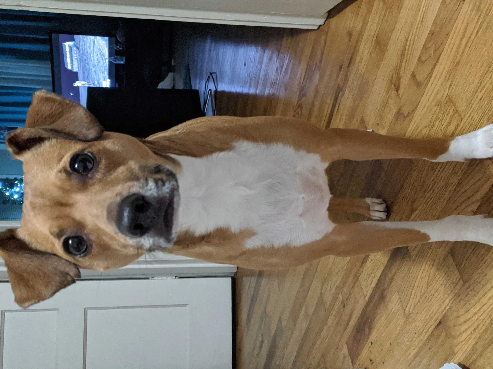 Lost dog in Lacey, WA, 98503