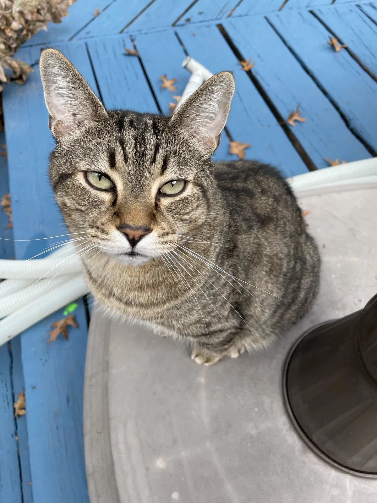 Lost cat in Kansas City, MO, 64114