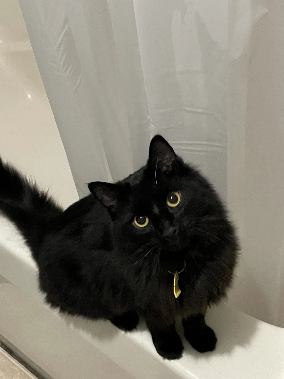 Lost cat in Lexington, KY, 40504